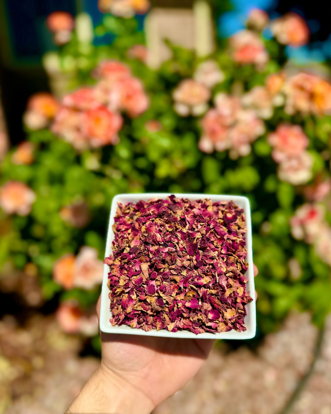 Rose Petals